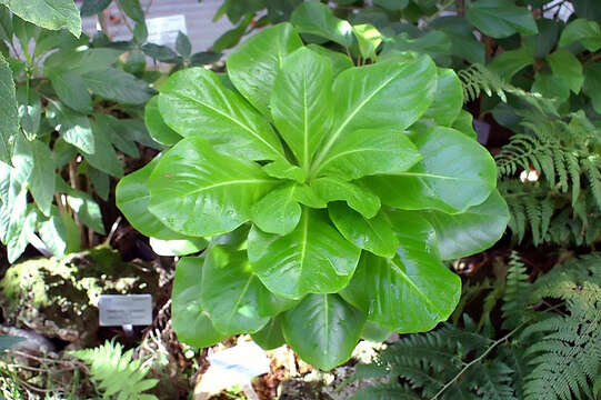 Image of cabbage on a stick