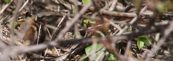 Image of Merriam’s Chipmunk