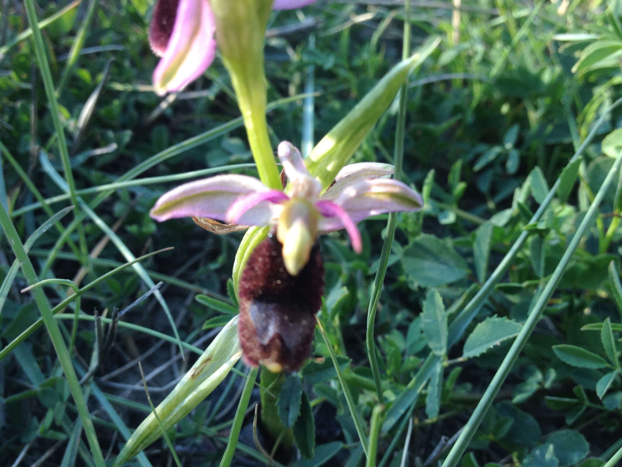 Слика од Ophrys bertolonii Moretti