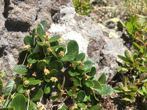 Image of Snow Willow