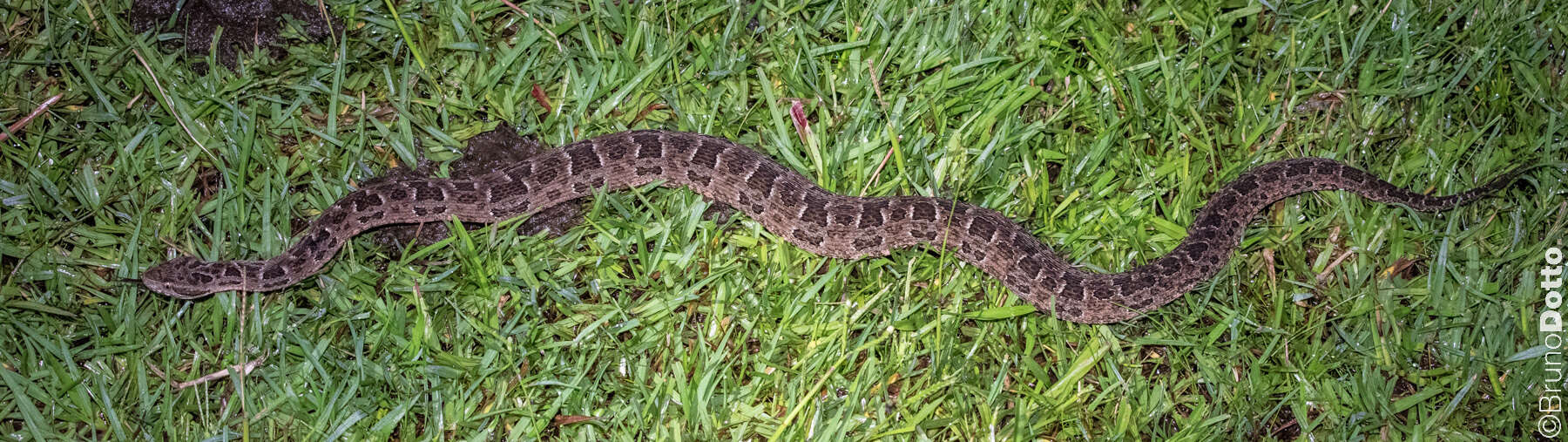 Bothrops pubescens (Cope 1870) resmi