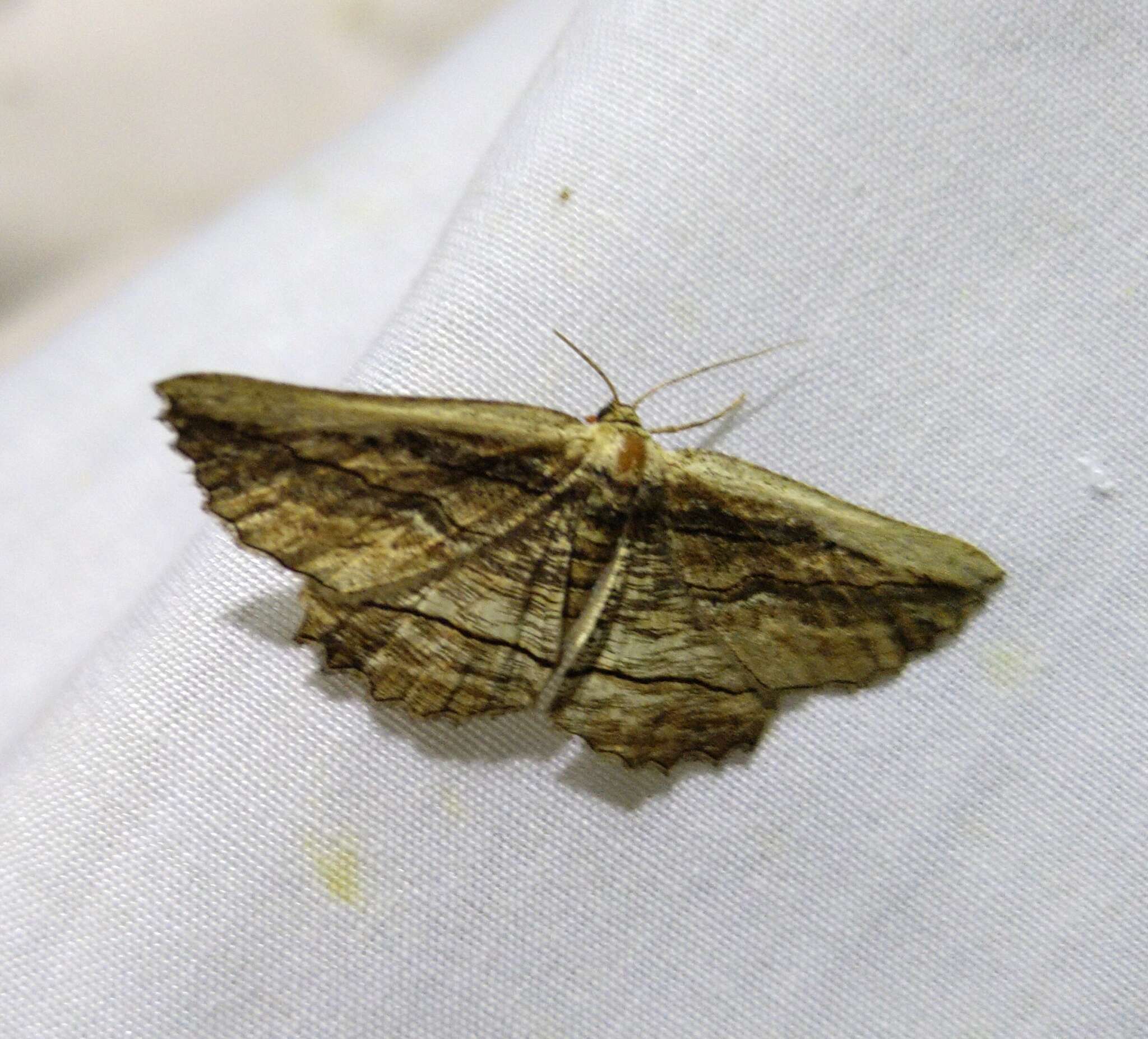 Image of Nocturnal umber