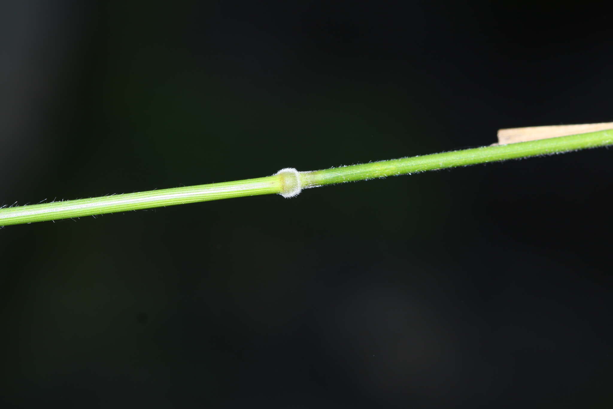 Слика од Elymus gmelinii (Trin.) Tzvelev