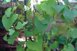 صورة Aristolochia elegans Mast.