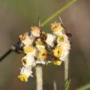 صورة Tribonanthes brachypetala Lindl.