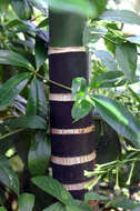 Image of betel palm