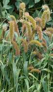 Image of Foxtail millet