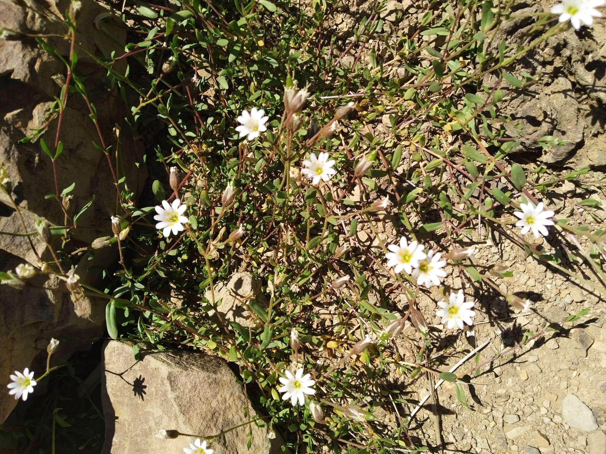 Plancia ëd Cerastium cerastoides (L.) Britton