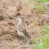 Image of Long-tailed Cinclodes