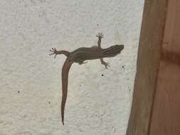 Image of Costa Rica Least GeckO