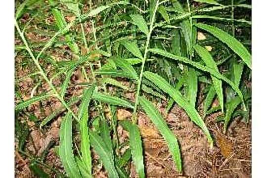 Image of Cooking Ginger