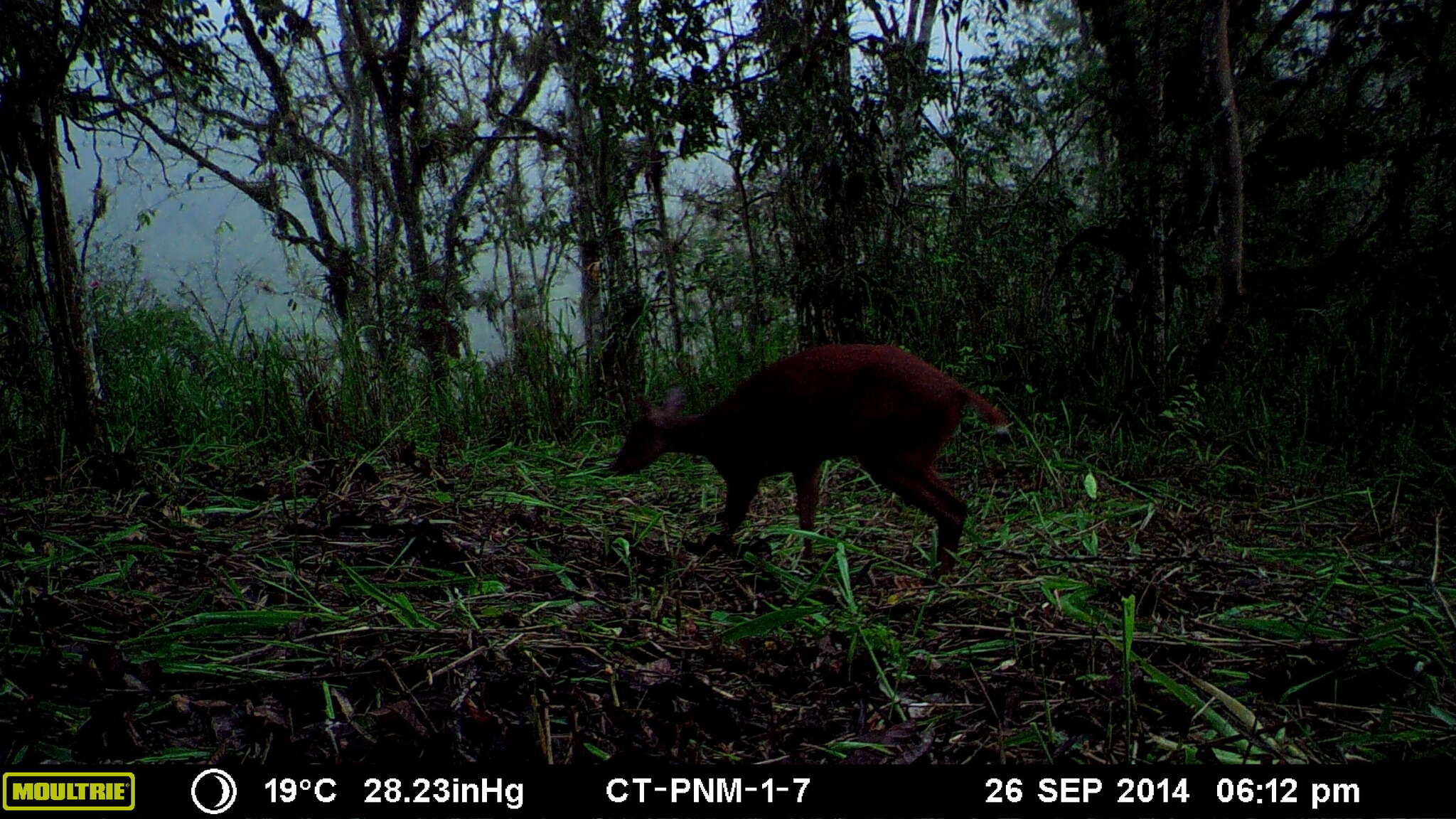 Image of South American Red Brocket