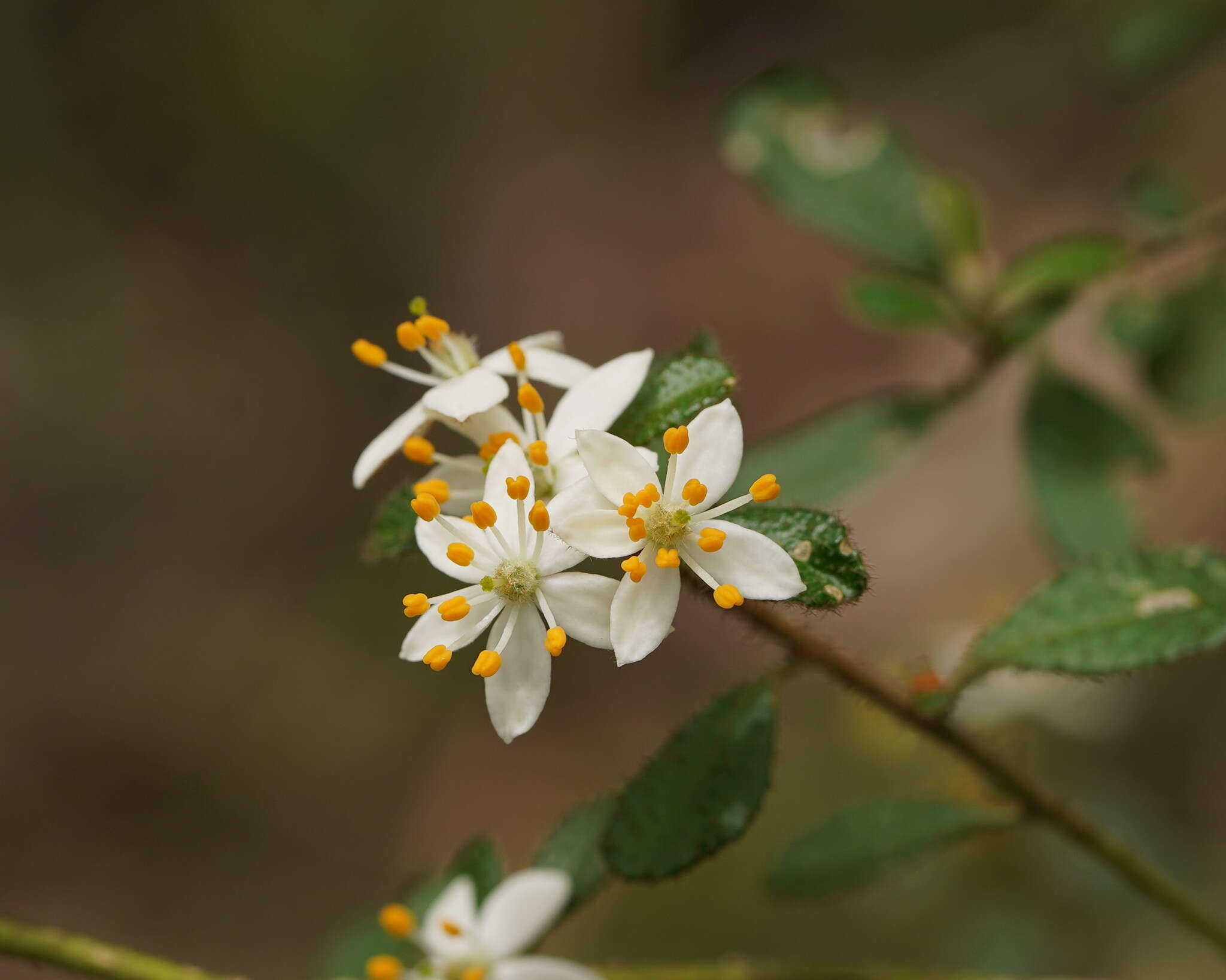 Image of Asterolasia asteriscophora subsp. albiflora Mole