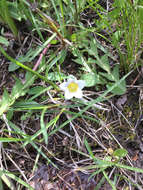 Image of Dwarf Monkey-Fiddle