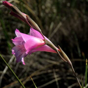 Image of Gladiolus hirsutus Jacq.