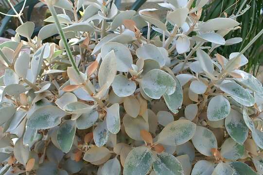 Image of Kalanchoe orgyalis Baker