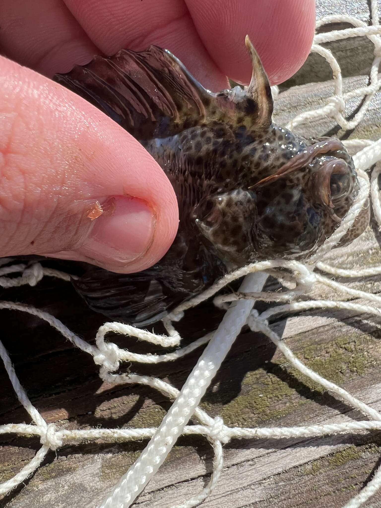 Image of Feather Blenny