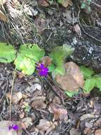 Image of Pinguicula macrophylla Kunth