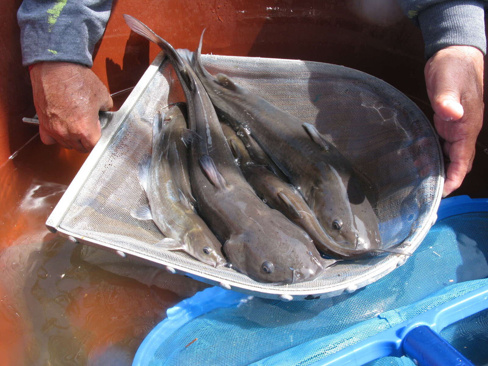 Image of Balsas catfish