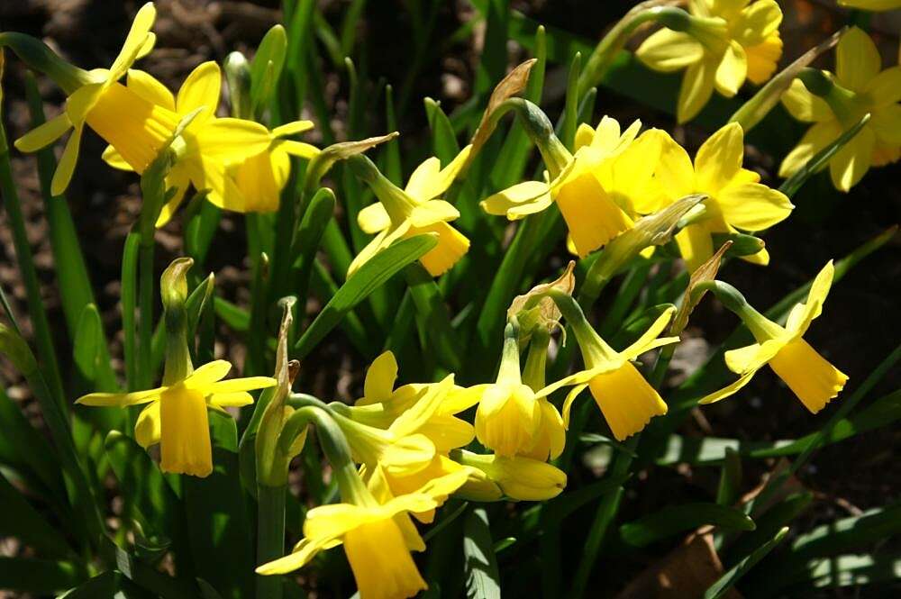 Narcissus cyclamineus DC. resmi