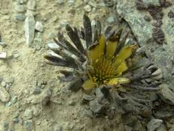 Image of Ranunculus scrithalis P. J. Garnock-Jones