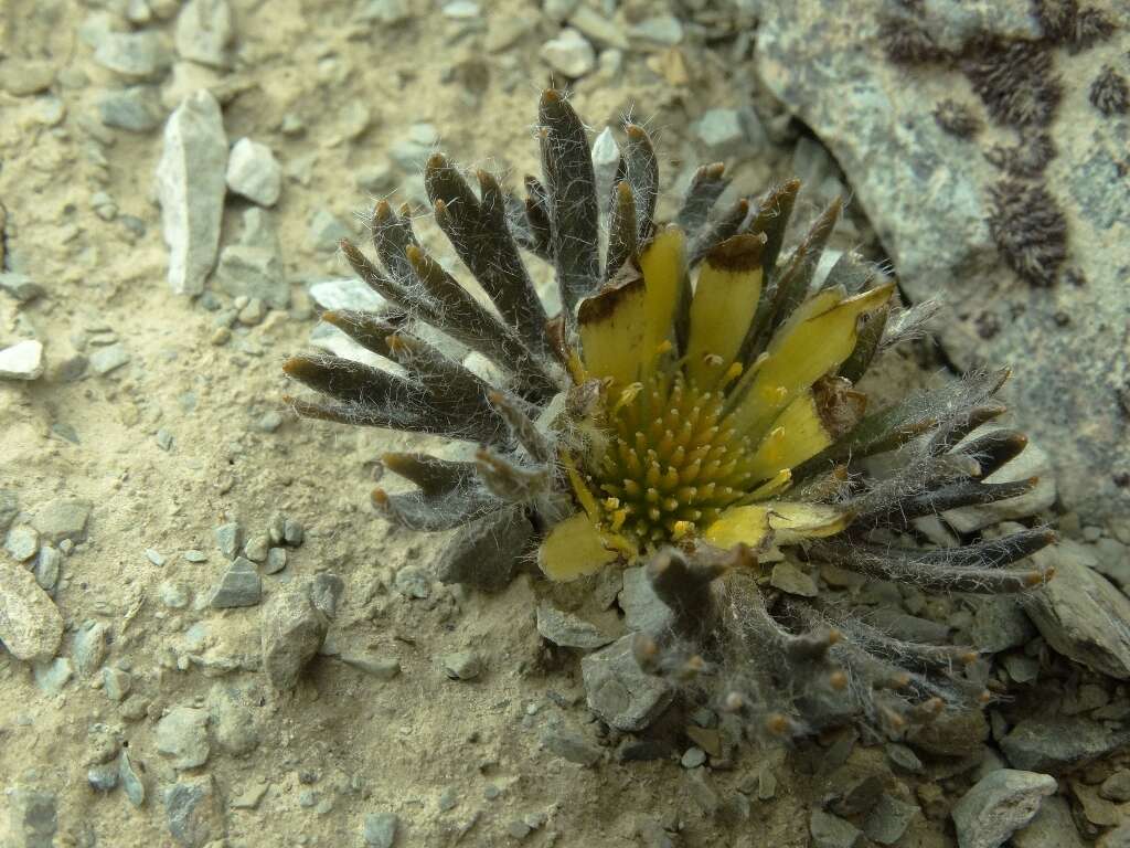 صورة Ranunculus scrithalis P. J. Garnock-Jones