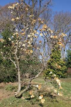 Image of Lily Tree