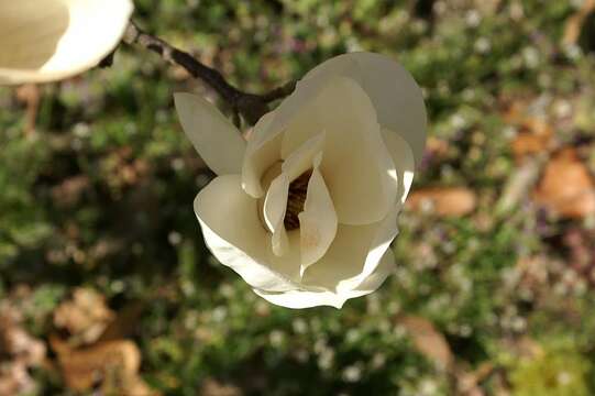 Image of Lily Tree