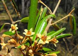 Image de Ricinocarpos ledifolius F. Muell.