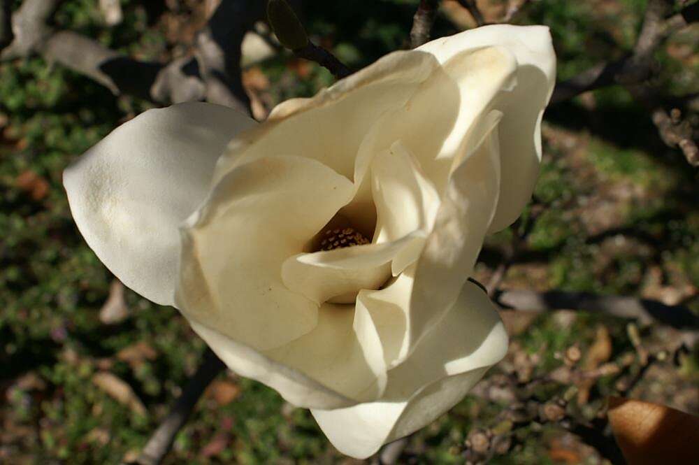 Image of Lily Tree