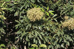 Image de Schefflera umbellifera (Sond.) Baill.