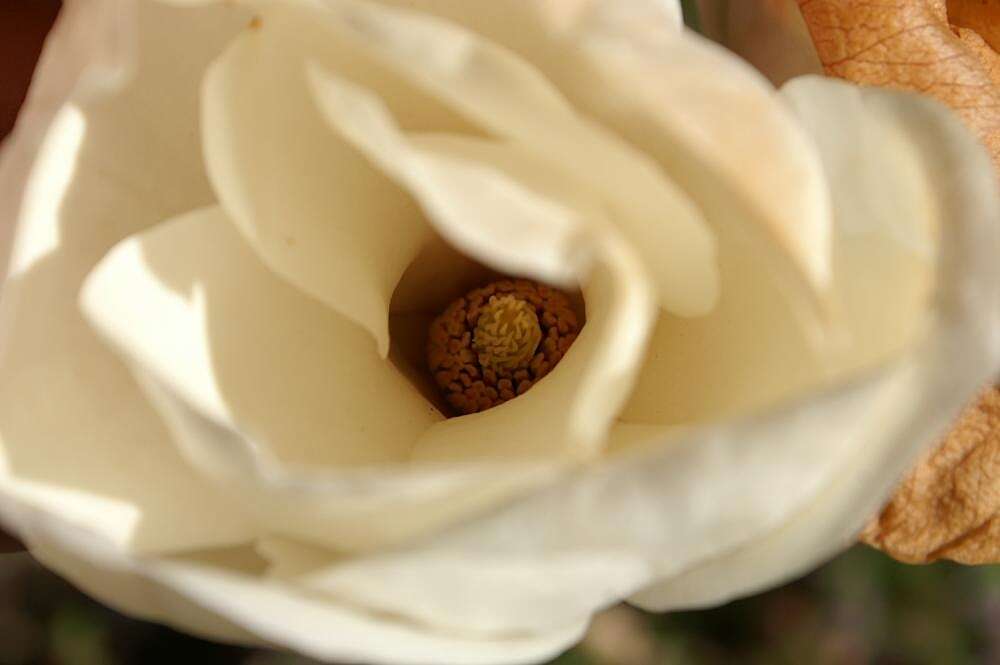 Image of Lily Tree