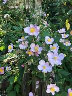 Image of Japanese Thimbleweed