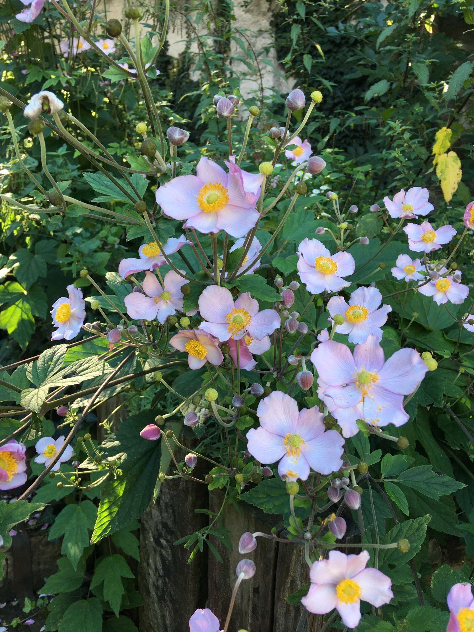 Image of Japanese Thimbleweed