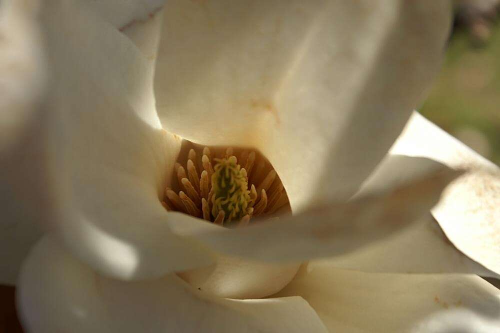 Image of Lily Tree