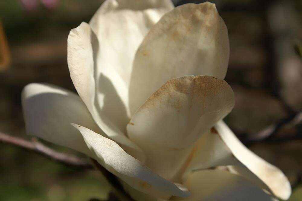 Image of Lily Tree