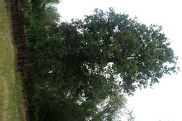 Image of Iberian white oak