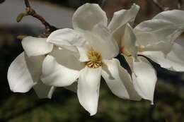 Image of Kobus magnolia