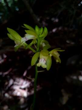 Plancia ëd Oeceoclades maculata (Lindl.) Lindl.