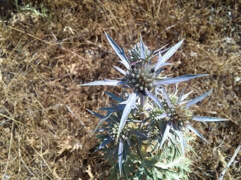 Eryngium amethystinum L. resmi