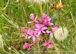 Image of Epidendrum arachnoglossum Rchb. fil. ex André