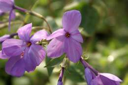 Image of creeping phlox