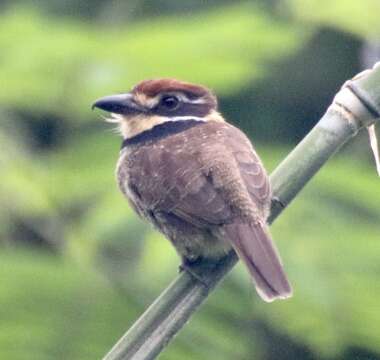 Image of Chestnut-capped Puffbird