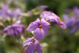 Image of creeping phlox