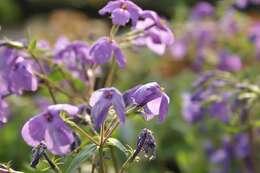 Image of creeping phlox