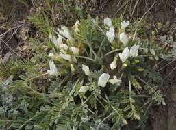 Image of Astragalus rupifragus Pall.