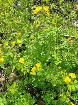 Sivun Chelidonium asiaticum (Hara) A. Krahulcová kuva