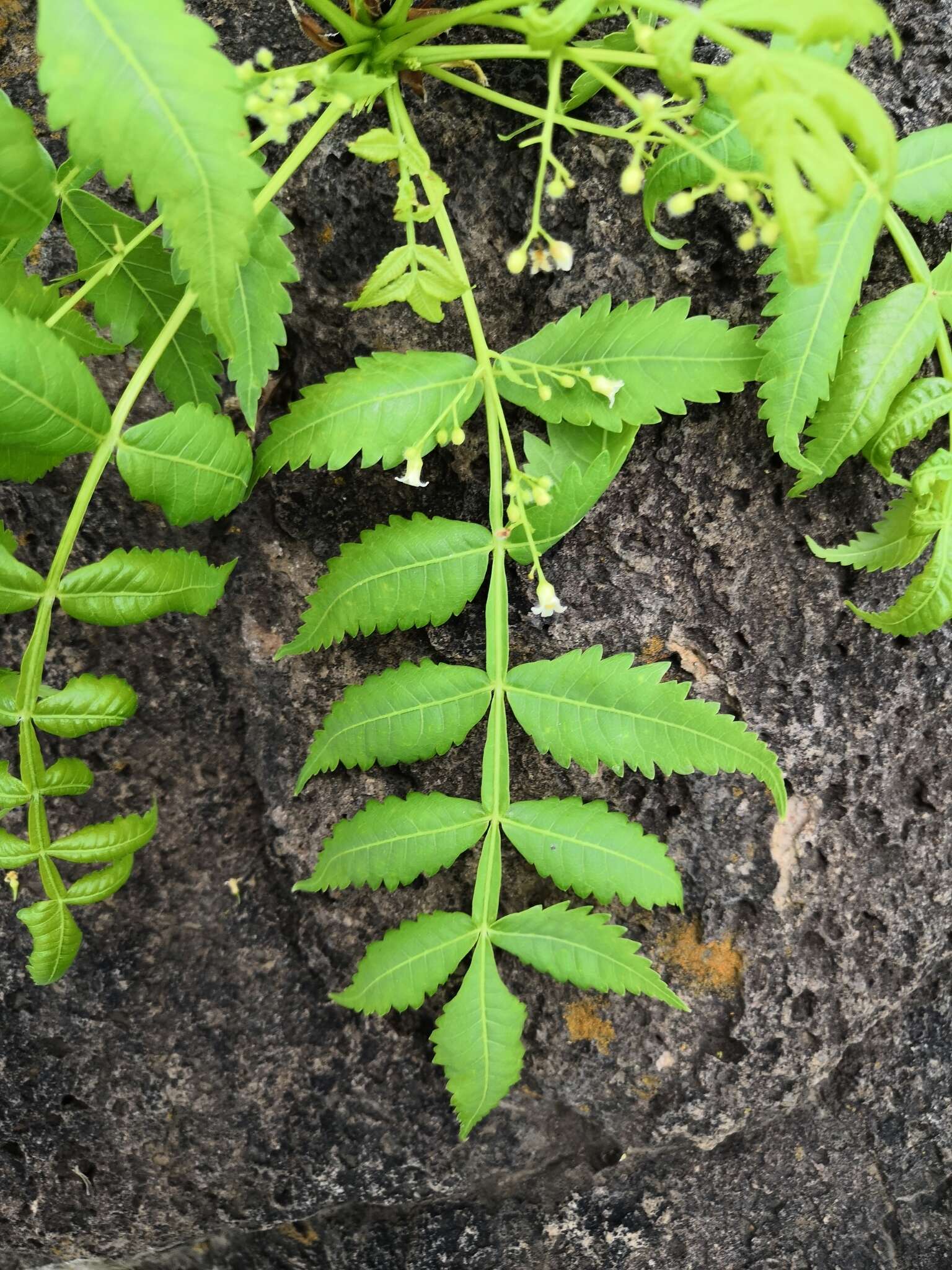 Image of Bursera penicillata (Sesse & Moc.) Engl.