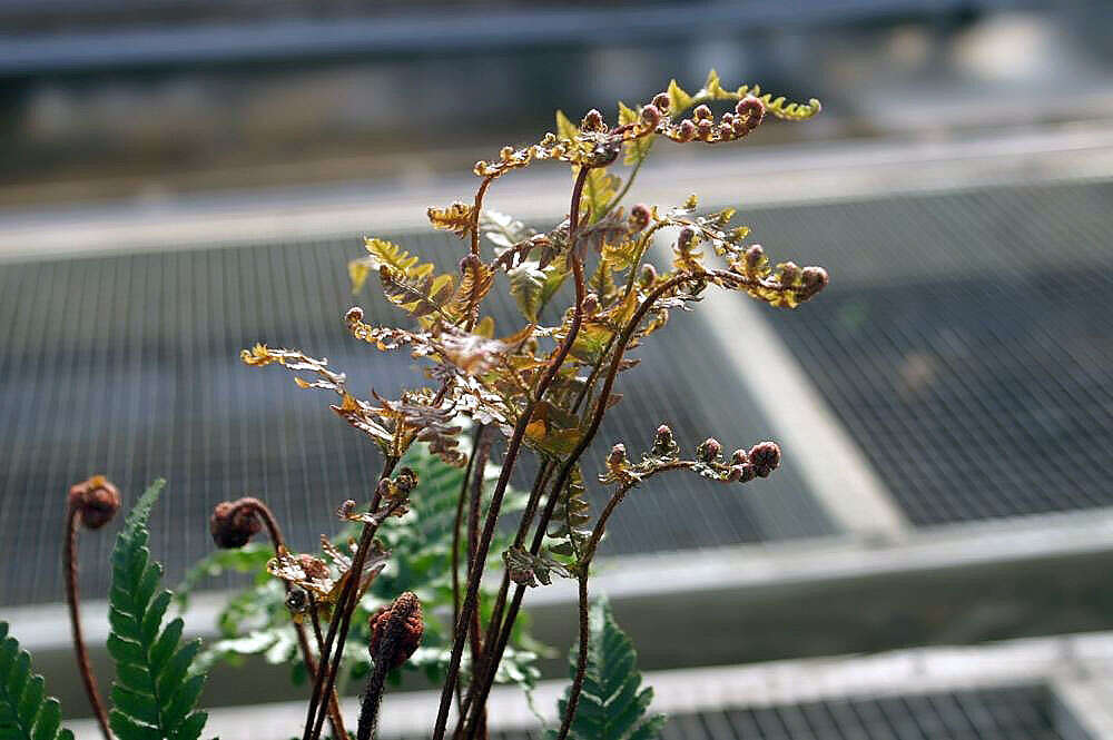 Image de Dryopteris erythrosora (D. C. Eat.) O. Kuntze