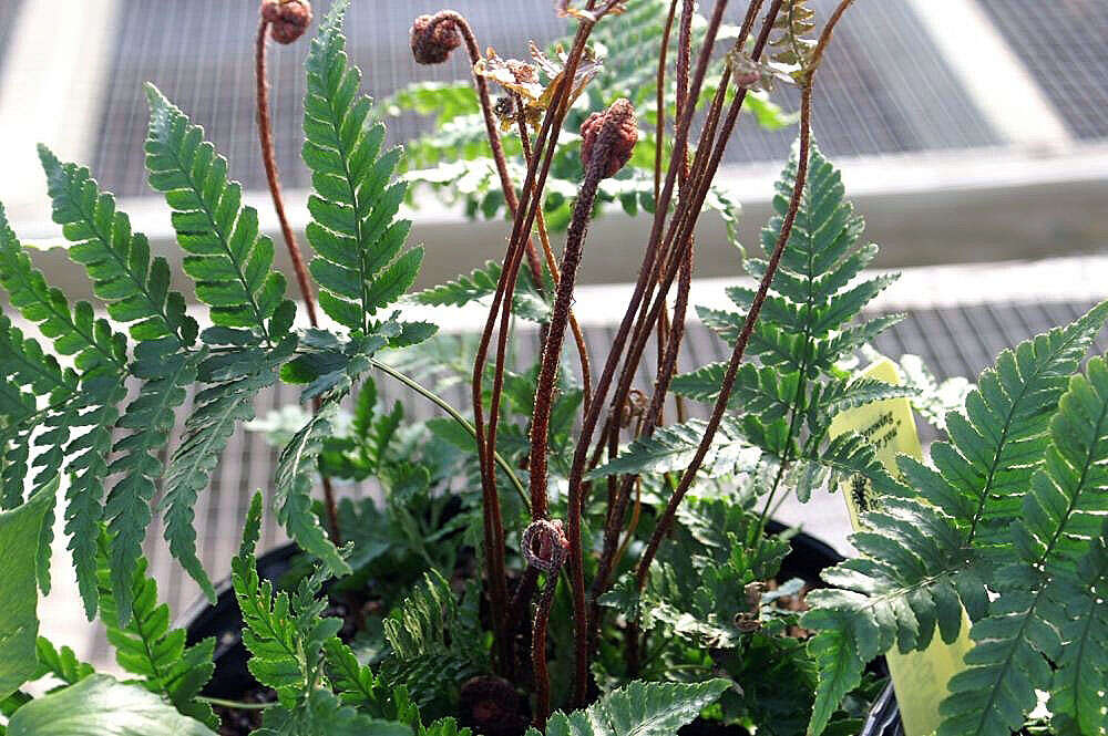 Image de Dryopteris erythrosora (D. C. Eat.) O. Kuntze